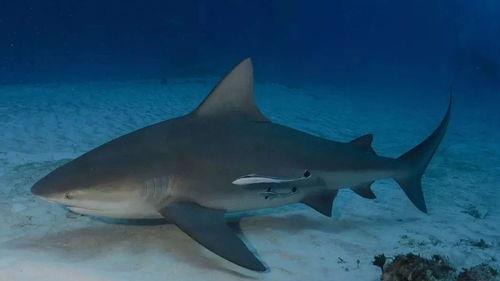 世界最大的公牛鲨,揭秘世界最大公牛鲨的神秘面纱